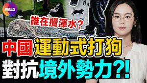 👧2岁女童被烈犬撕咬后续: 中国运动式打狗! 全民呼吁停止扑杀, “知情人”爆料有境外势力干预?!「恶犬袭人」如何上升到「人狗平权」, 舆论翻天, 究竟谁在搅浑水?【231023】