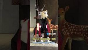 众多上海民众因装扮成圣诞老人发糖被抓，习氏政权最后疯狂！People in Shanghai were arrested for dressing up as Santa Claus