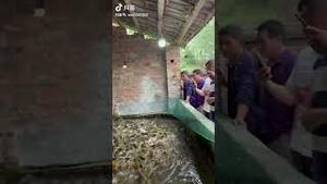 中国高科技养鱼，你敢吃吗？#高科技