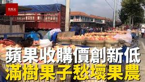 山东烟台苹果收购价暴跌创历史新低，挂著满树的苹果卖不出去，果农愁坏了，还得打零工补贴才能生活